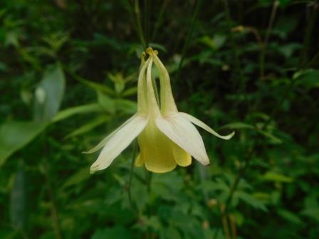 9:21　入笠湿原　キバナノヤマオダマキ