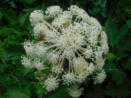 9:24　入笠湿原　シシウド