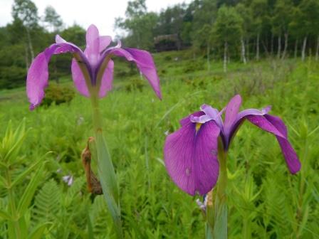 9:26　入笠湿原　菖蒲