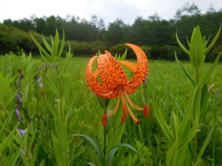 9:26　入笠湿原　コオニユリ