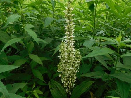 9:30　入笠湿原　ミヤマノバイケイソウ