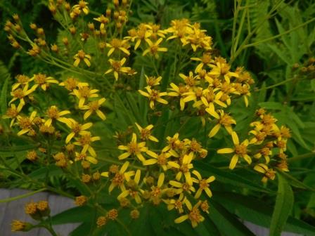 9:31　入笠湿原　ハンゴンソウ