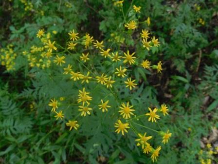 9:38　入笠湿原　サワギク