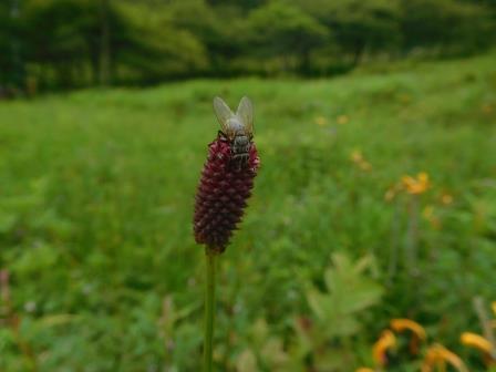 9:45　お花畑　ワレモコウに蠅
