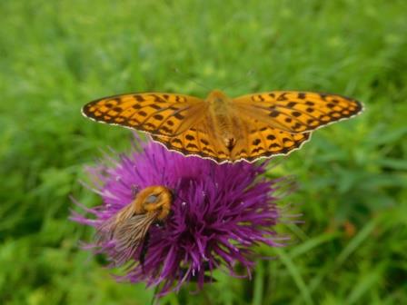 9:57　お花畑　薊にヒョウモンチョウと蜜蜂