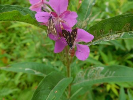 10:00　お花畑　ヤナギランに羽虫