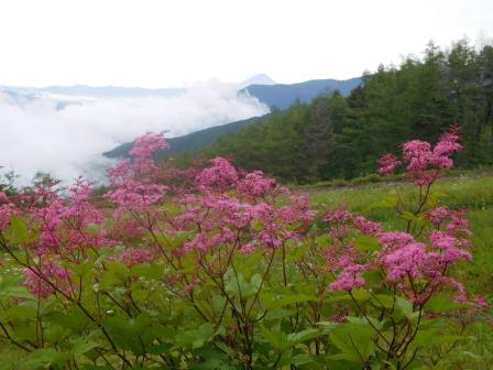 8:42　ベニバナシモツケに富士山