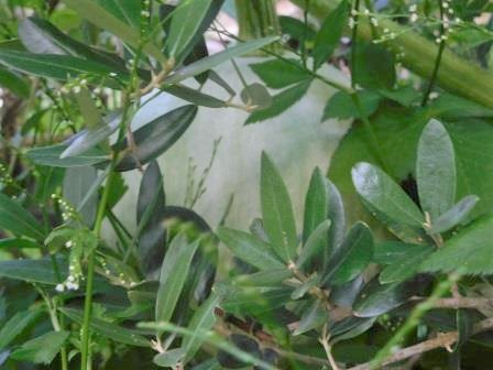 ジャングル菜園、オリーブの木の中の南瓜、雪化粧