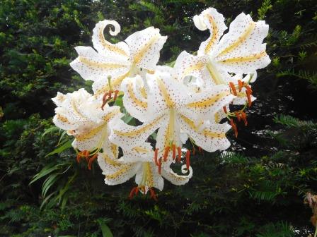 8:22　山里の垣根にヤマユリ