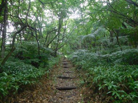 8:29　昨日の雨で少し濡れている、鬱蒼とした森を行く