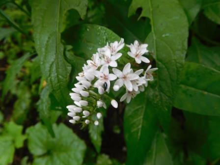 8:33　オカトラノオかな・・・