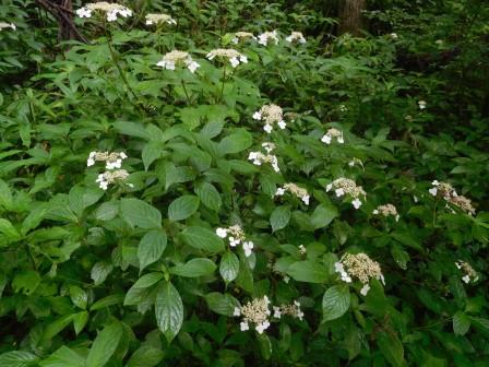 8:58　そこかしこにヤマアジサイ