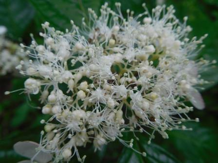 9:04　ヤマアジサイ　花に見えるのは額、こちらが花