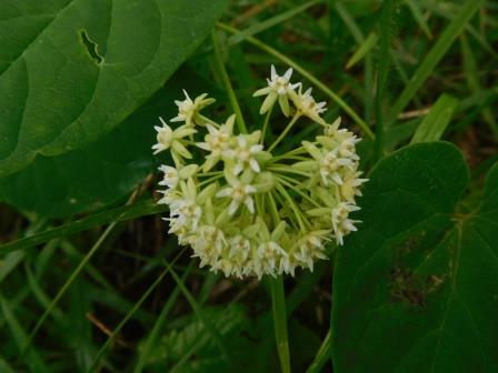9:34　ドクゼリ　日本三大有毒植物　全草、殊に地下茎に猛毒がある