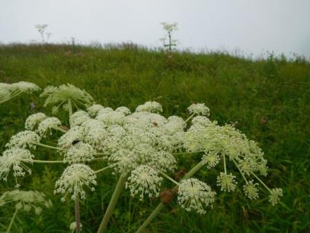 9:55　大盛山周辺のお花畑　シシウド