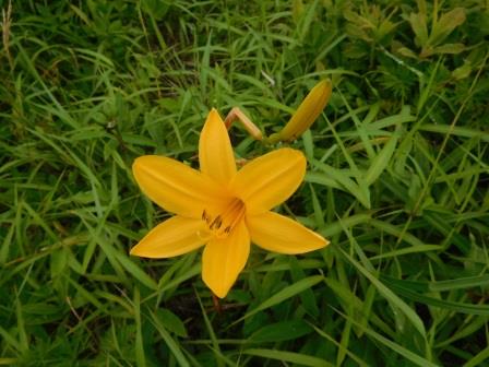 9:57　大盛山周辺のお花畑　ニッコウキスゲ