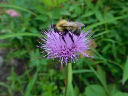 9:59　大盛山周辺のお花畑　薊に蜂