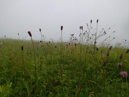 10:03　大盛山周辺のお花畑　ワレモコウ