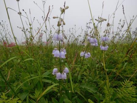 10:03　大盛山周辺のお花畑　ツリガネニンジン