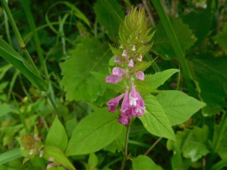 10:16　小山にママコナ