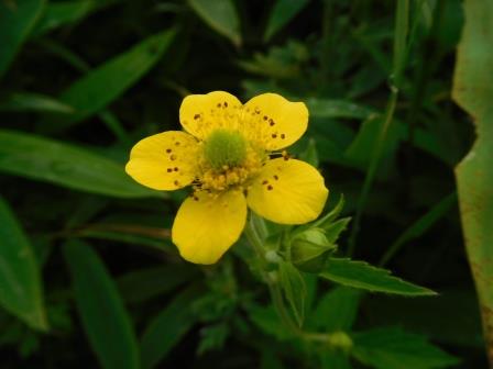 10:35　リュウキンカかな・・・