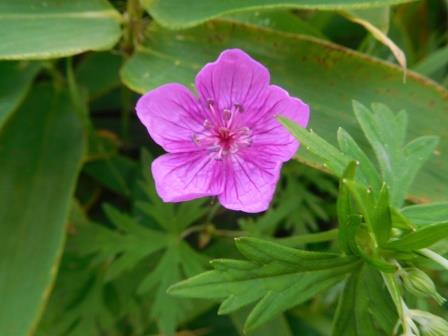 10:36　アサマフウロ