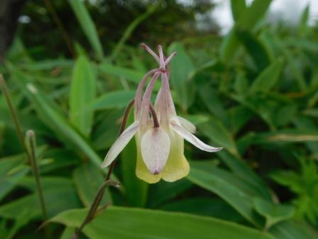10:36　キバナノヤマオダマキ