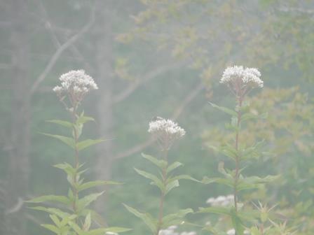11:08　平沢山山頂で　霧の中のヨツバヒヨドリ