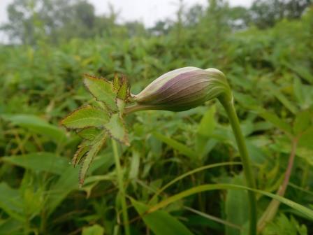 11:12　平沢山山頂で　シシウドの蕾