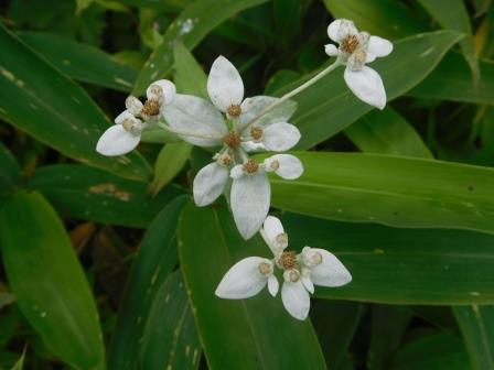 11:16　ウスユキソウ