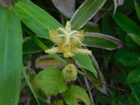 11:42　下山時にキバナホトトギスを一輪見つける