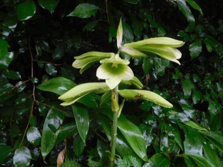 12:51　下山間際　ウバユリ