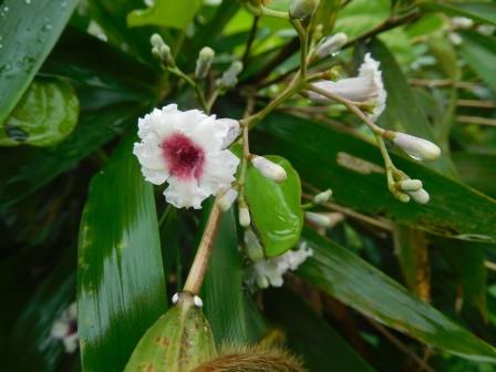 ナイスタイムカフェの駐車場の道路向かいにヘクソカズラ（屁糞蔓）、葉を潰すと臭いとのこと