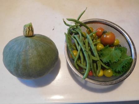 帰宅後、かぼちゃパン用にかぼちゃ雪化粧初収穫