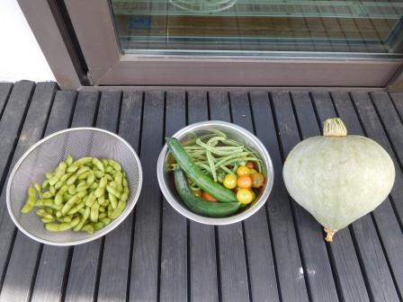 今朝の収穫
