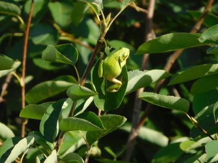2階の部屋より　プルーンに雨蛙、気配を感じるのか葉に収まっていたが、体勢を変え、ジャンプ