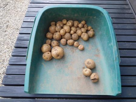 芽が出て、黴臭くなったじゃが芋の再生