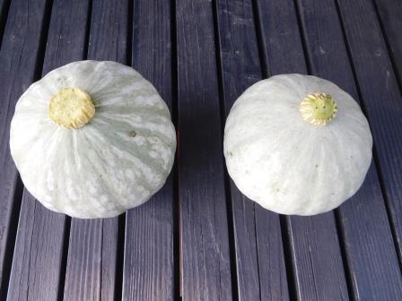 7日（日）　薩摩芋の畝の自生えカボチャ雪化粧2個を収穫、左のは縞があり、交雑したのかな