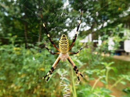我が菜園の住人　トマトに女郎蜘蛛