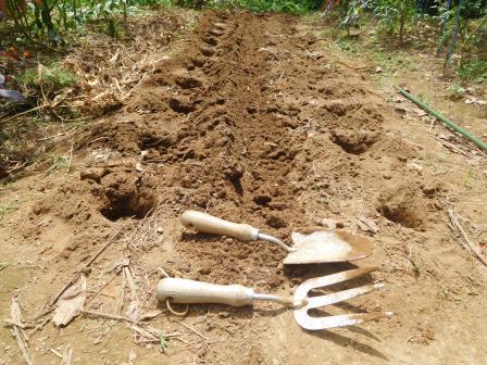 大根用に24穴とその真ん中に人参の筋蒔き用の溝を掘る