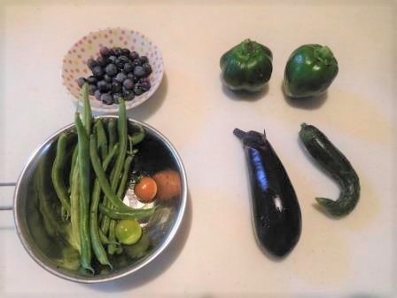 ショボくなった夏野菜の朝の収穫、胡瓜は変形果だ