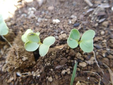 二十日大根の発芽、種蒔は9月2日で3日後、種は大根と同様2、3ミリの円盤型、双葉は大根に比べやや小ぶり