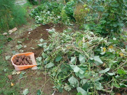 薩摩芋の収穫　不耕起なので、一畝を、シャベルを垂直に入れて、掘りあげる、汗びっしょり