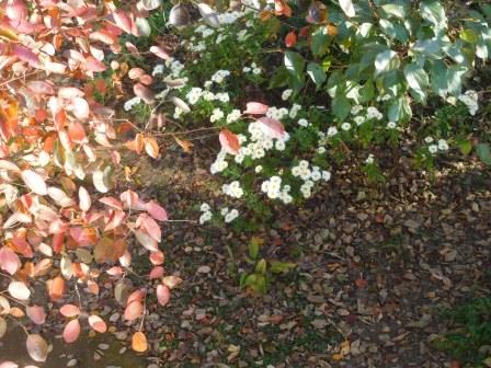 ジュンベリーの紅葉と菊