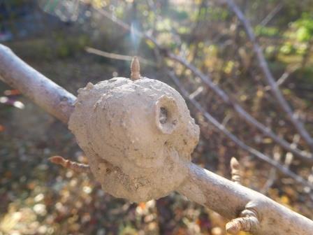 梅の木の剪定の折に見つけた大手毬の枝にトックリバチの巣<br/>イモムシを駆除してくれる益虫で春に孵化