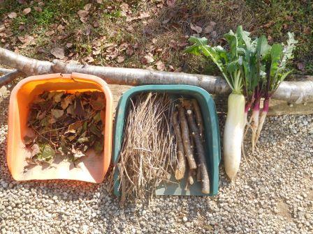 剪定枝の整理、大根1本、日野菜3本収穫