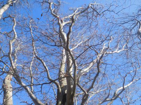 9:39　青空に落葉樹