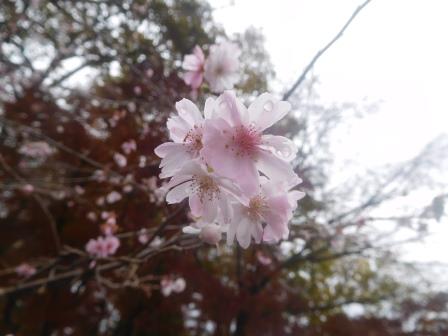 12:15　園内の桜