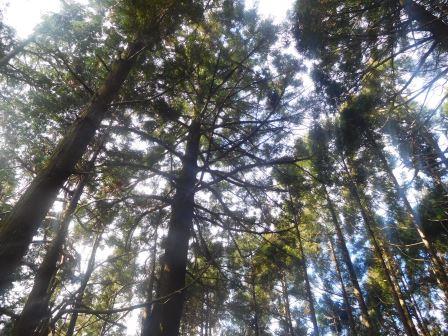11:34　杉の植林