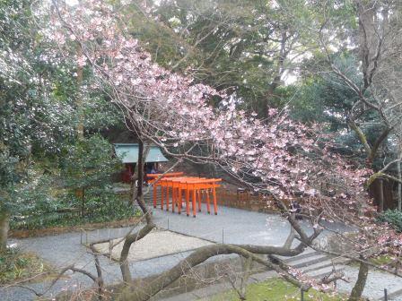 10:53　久能稲荷神社に寒桜